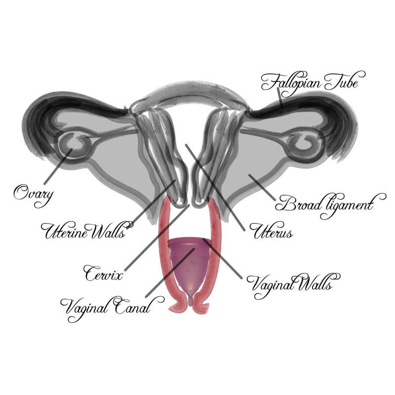 Vaginal Diagram