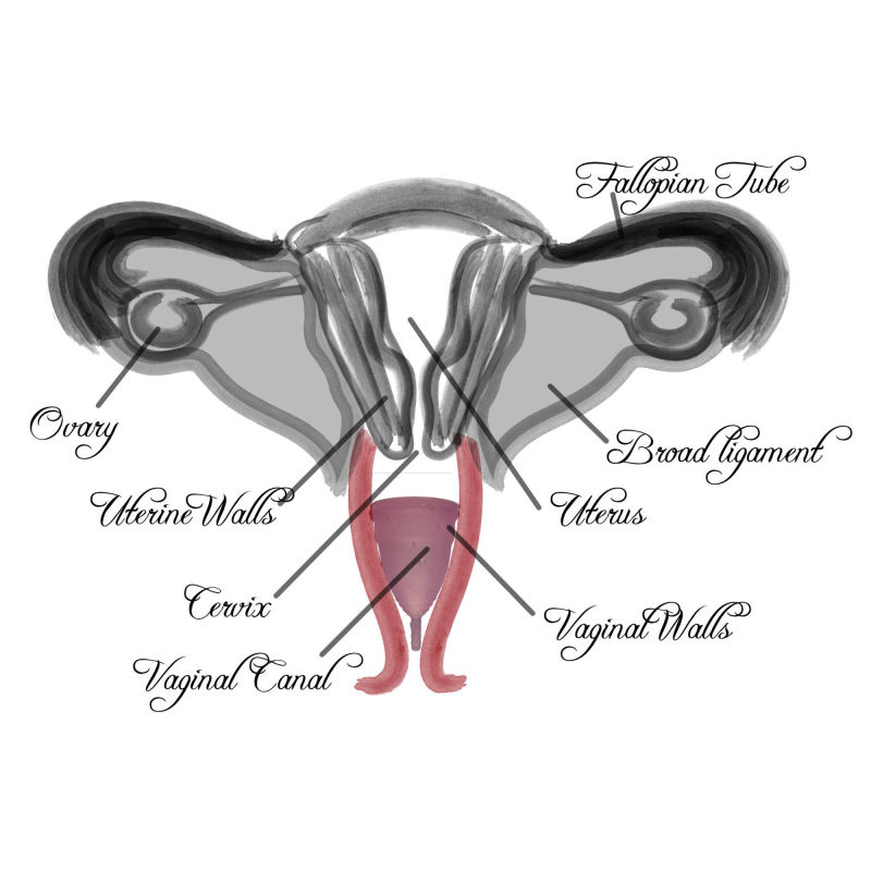 Vaginal Diagram