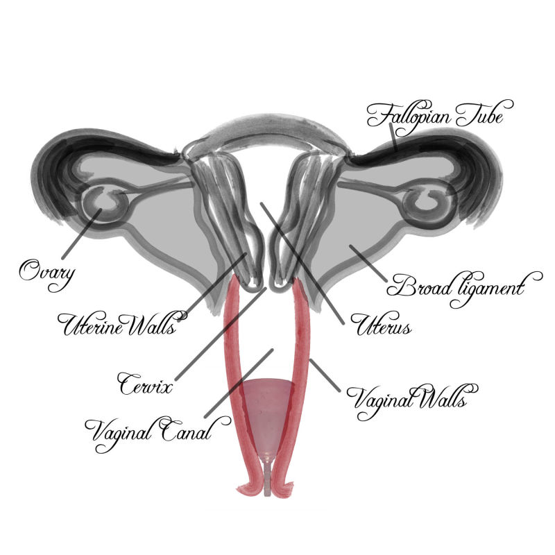 Vaginal Diagram