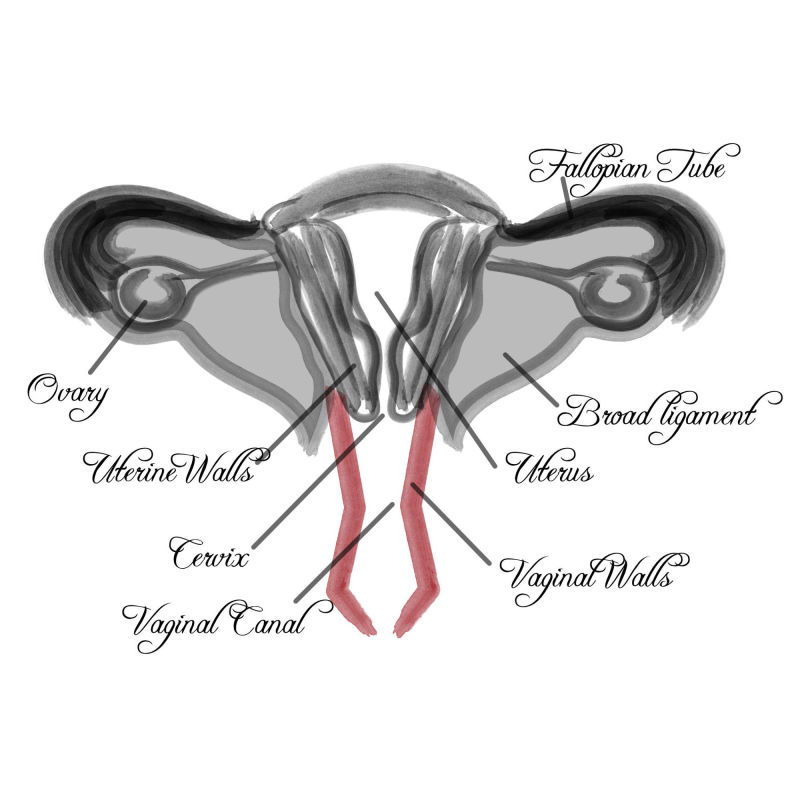 Vaginal Diagram