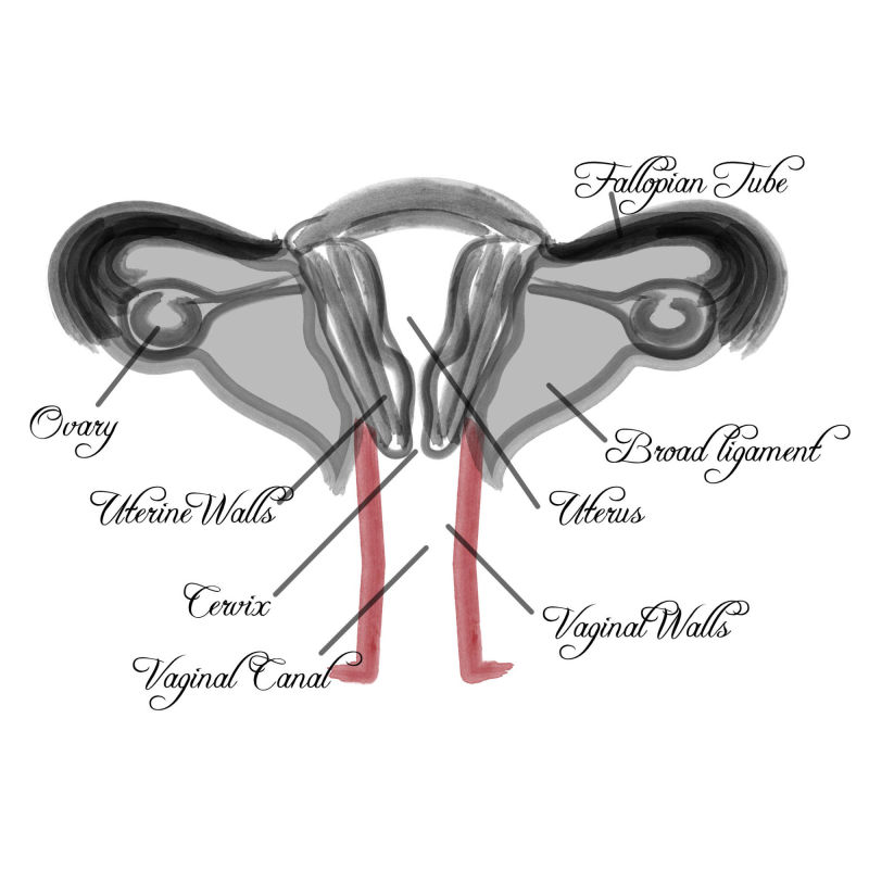 Vaginal Diagram