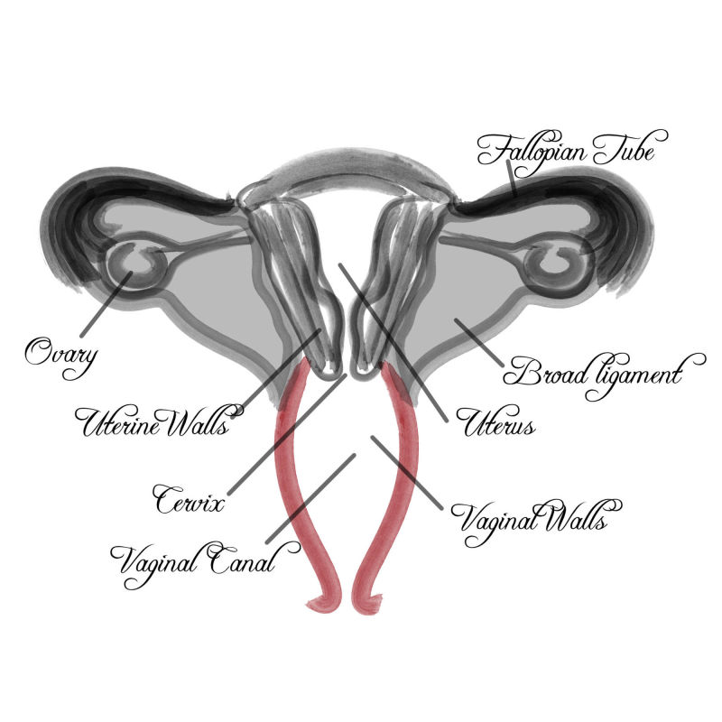 Vaginal Diagram