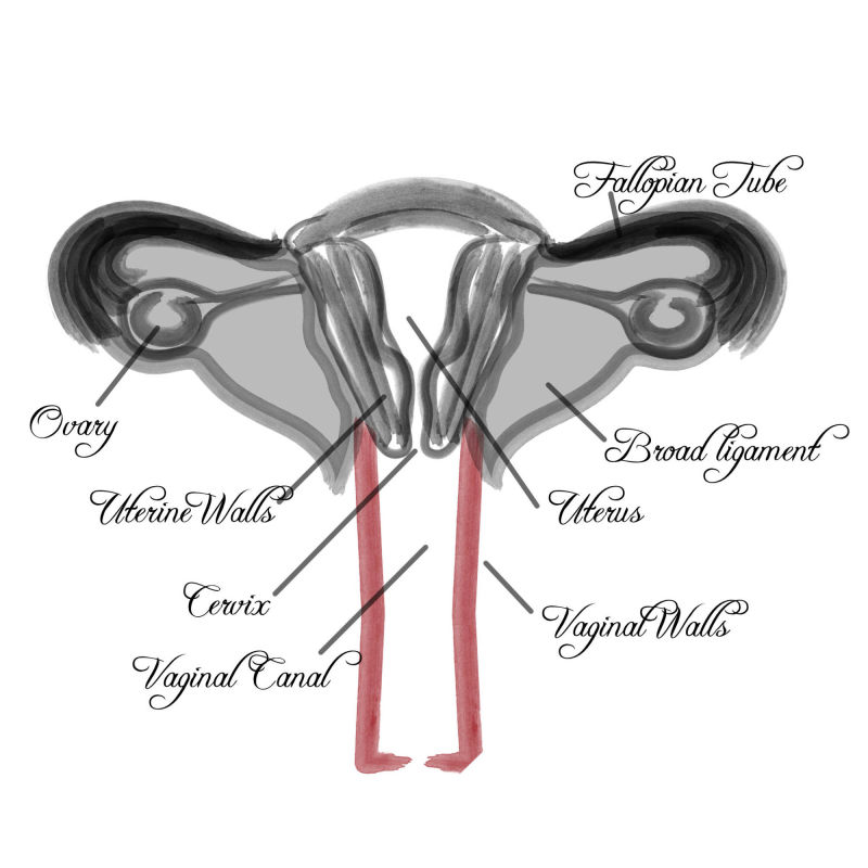 Vaginal Diagram